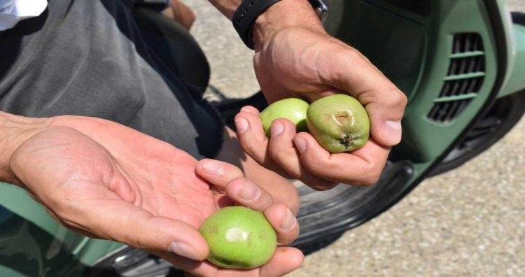 23,1 εκατ. ευρώ σε μηλοπαραγωγούς, ακακίες, ροδάκινα και αποζημιώσεις από το Antonov