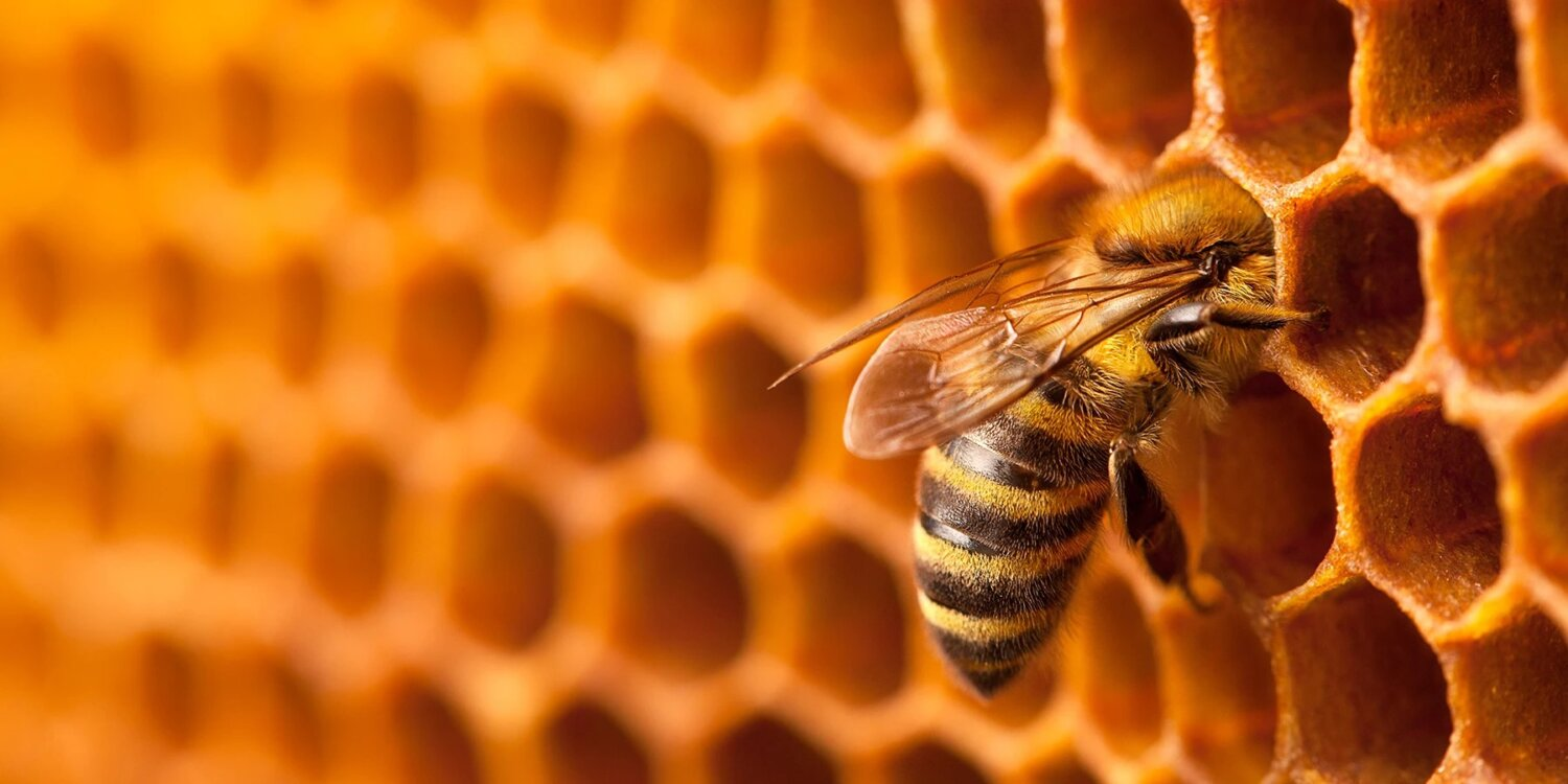 Λάρισα: Ταχύρρυθμη εκπαίδευση στη Μελισσοκομία