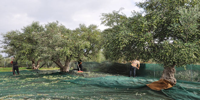 Οικολογικό Σχήμα Βιολογικής Γεωργίας - Κτηνοτροφίας: Οι προϋποθέσεις και τα απαραίτητα έγγραφα