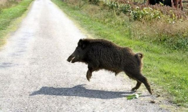 Μάνη: Νεκρός 24χρονος οδηγός μετά από σύγκρουση με αγριογούρουνο