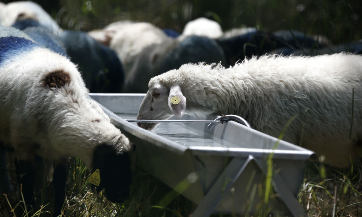 Μυτιλήνη: Σε απόγνωση οι κτηνοτρόφοι – Ορίζονται θέσεις για την απόρριψη γάλατος