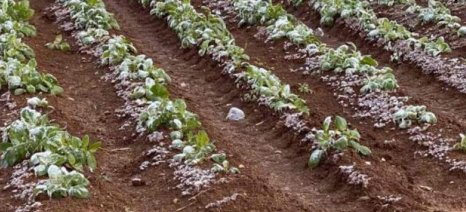 Πληρωμή 6,4 εκ. €, σε δικαιούχους παραγωγούς, των οποίων οι καλλιέργειες επλήγησαν από τον Παγετό Άνοιξη 2025