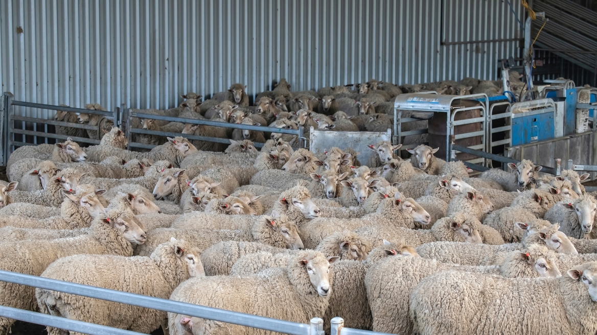 Αγροτικός Σύλλογος πρώην Δήμου Πλατυκάμπου: «Άμεση αποζημίωση των σφαγιασμένων κοπαδιών»