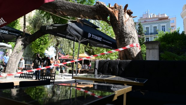 Πτώση δέντρου: «Εχασα πολύ αίμα, είπε η τραυματίας