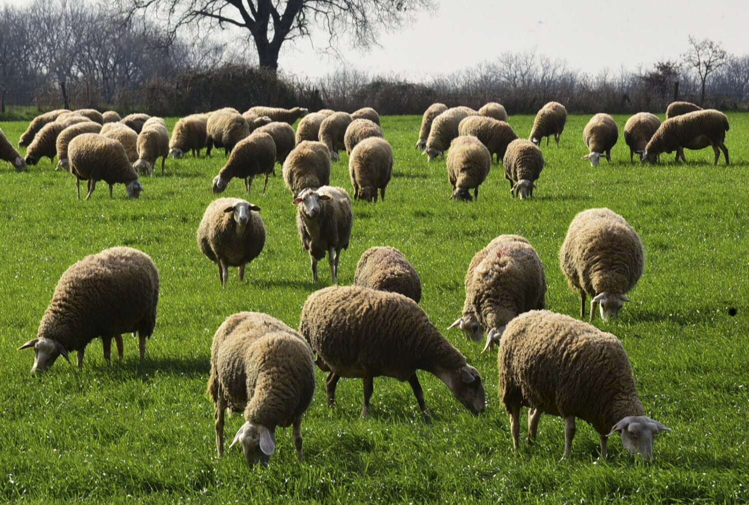 Αντίστροφη μέτρηση για την αποτίμηση των έκτακτων μέτρων κατά της ευλογιάς