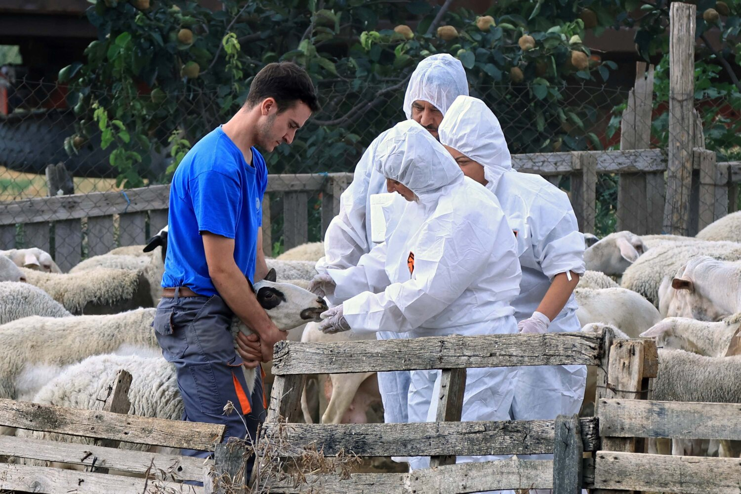 Κινητοποιήσεις ξεκινούν οι Κτηνίατροι Δημόσιοι Υπάλληλοι