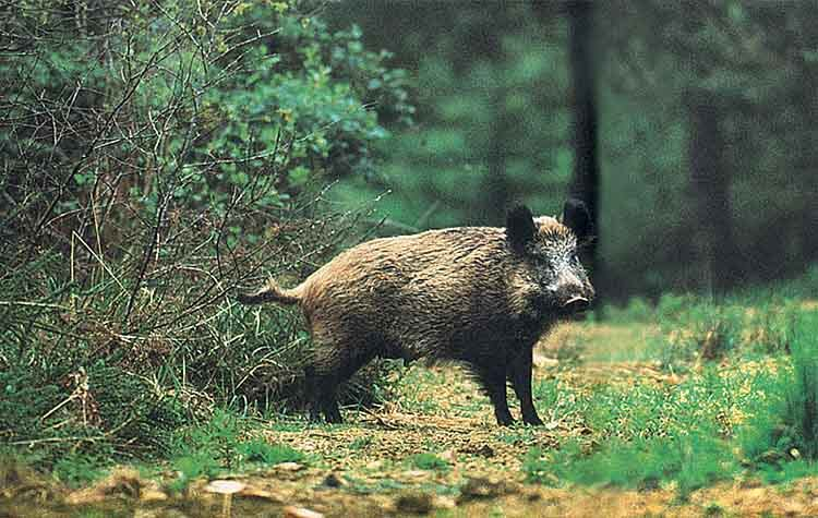 Νέες εστίες Αφρικανικής Πανώλης των Χοίρων στη Βουλγαρία – Σε επιφυλακή οι κτηνιατρικές αρχές στα βόρεια σύνορα