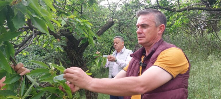 Περιφέρεια Θεσσαλίας: Επιτυχής εξαπόλυση ωφέλιμου εντόμου για την αντιμετώπιση της σφήκας της καστανιάς