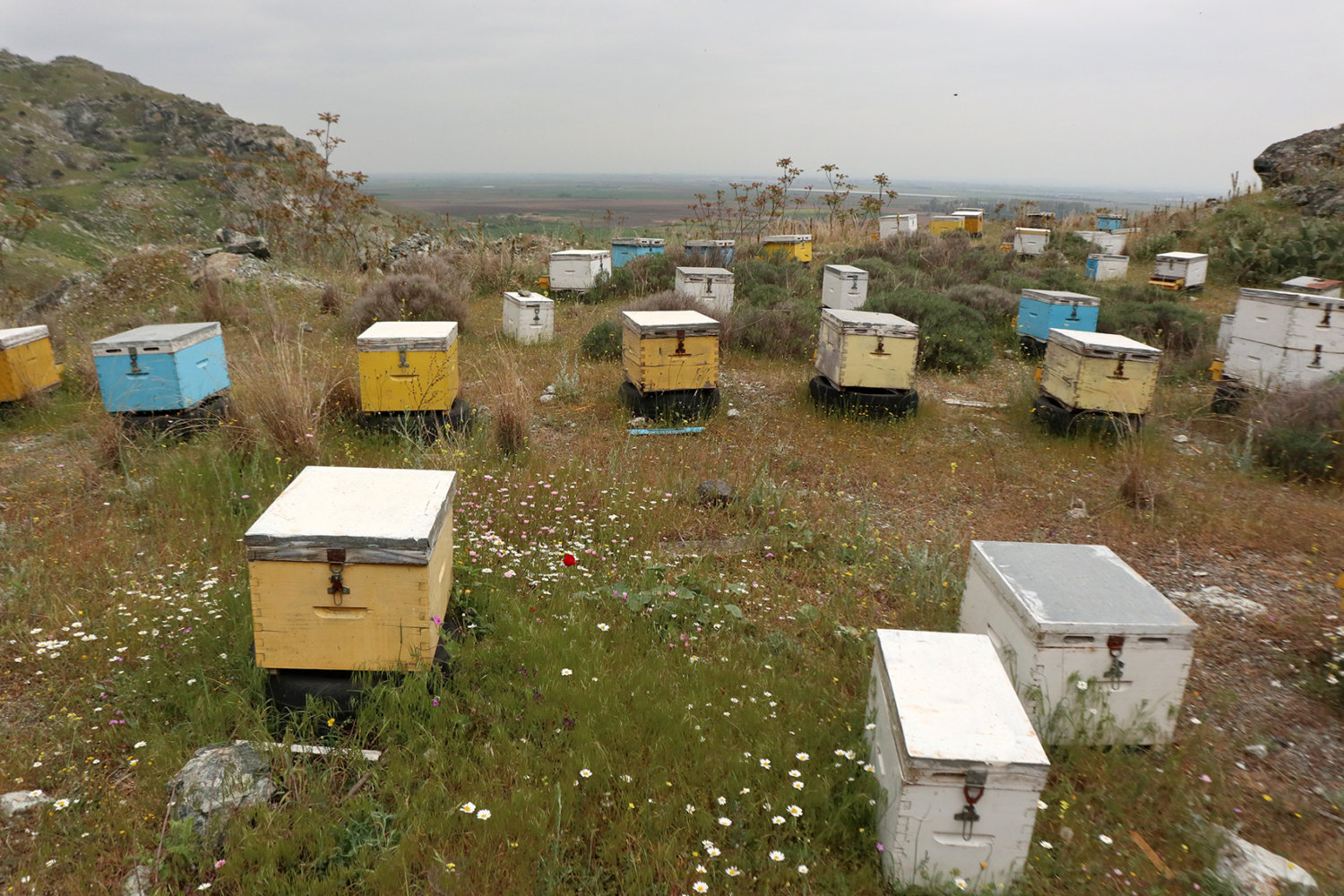 Σωματείο «Κοινότητα Βιολογικής Μελισσοκομίας»: «Εκεί που μας χρωστάγανε, μας πήραν και το βόδι»