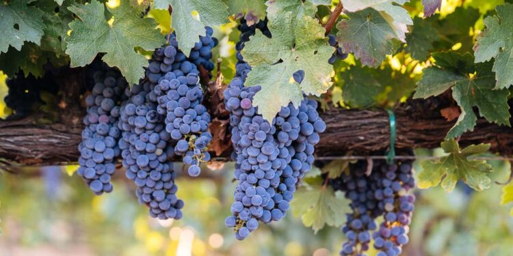 ΔΑΟ ΠΕ Τρικάλων: Μόνο ηλεκτρονικά & μέχρι στις 15-12 οι δηλώσεις συγκομιδής οινοποιήσιμων ποικιλιών αμπέλου