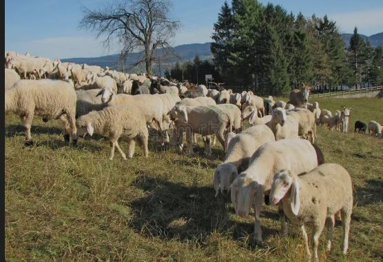 Πρόστιμο–ρεκόρ του 1 εκατ. € σε κτηνοτρόφο της Κρήτης για ζημιές από ανεπιτήρητα ζώα