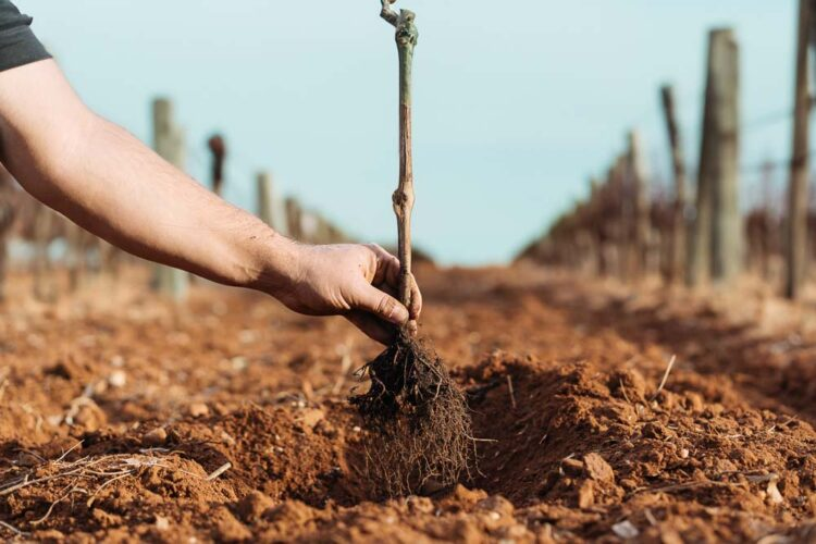 Από 1η μέχρι 20 Σεπτεμβρίου οι άδειες φύτευσης αμπέλου, τα κριτήρια προτεραιότητας