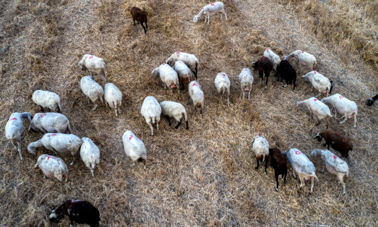 Ευλογιά: Η Κομισιόν έχει εισηγηθεί εμβολιασμό των αιγοπροβάτων