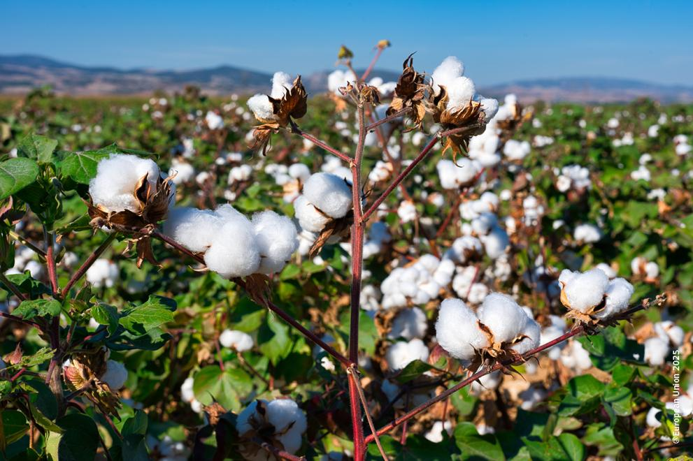 Από την ΔΑΟ ΠΕ Τρικάλων…Προειδοποιήσεις για ολοκληρωμένη φυτοπραστασία, στην Βαμβακοκαλλιέργεια