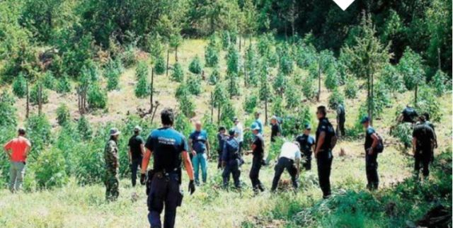 Χανιά: Εντοπίστηκε χασισοφυτεία «μαμούθ» σε μεγάλη επιχείρηση – Έριχναν… γλάστρες στους αστυνομικούς στον Μυλοπόταμο