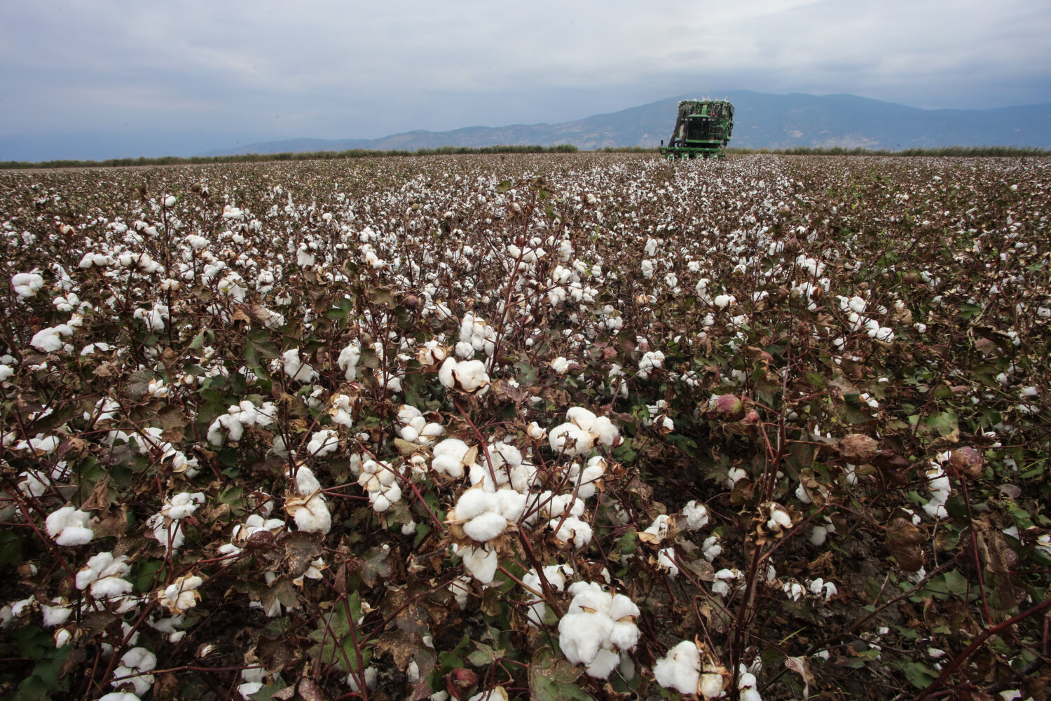 Η Ελλάδα πρωταθλήτρια στο ευρωπαϊκό βαμβάκι