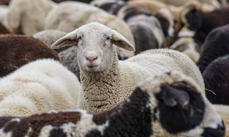 ΕΕΕΔΕΕ: Επικαιροποιημένα συγκεντρωτικά στοιχεία για την πορεία της ευλογιάς στη χώρα (εβδομάδα αναφοράς 12–19-12-2025)