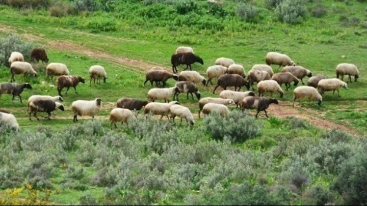 Σχεδόν 18.000 φορτία ελέγχθηκαν το 2025 στους Συνοριακούς Σταθμούς Κτηνιατρικού Ελέγχου