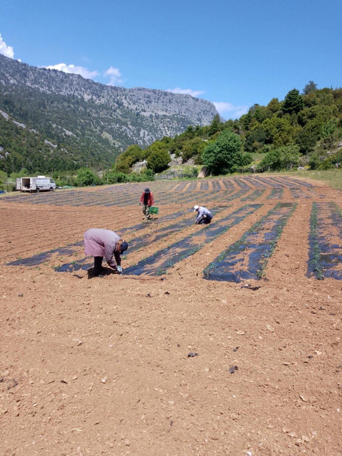 Ξεκίνησε το φύτεμα της ξακουστής ντομάτας στη Σπηλιά