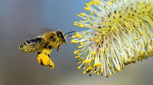 Ελληνοποιήσεις & επισιτιστική ασφάλεια στο μέλι