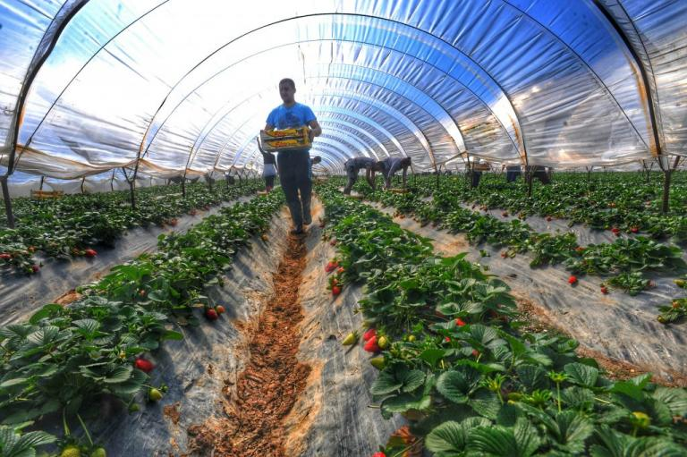 Θερμοκήπια Smart Greenhouses: Το Μέλλον της Ελληνικής Γεωργίας