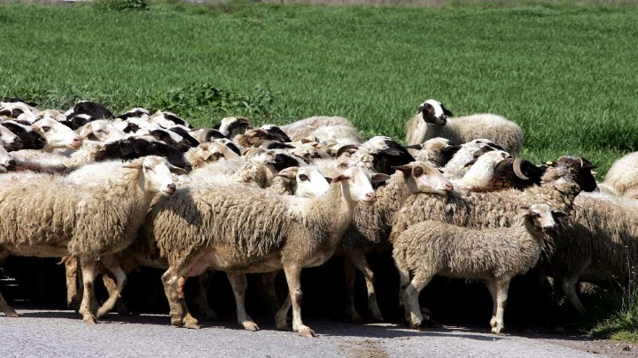 Ευλογιά προβάτων: Σε ασφυξία η κτηνοτροφία – Κίνδυνος για ελλείψεις στην αγορά
