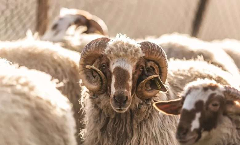 Καλαρρύτικο: H ελληνική φυλή που κανείς δεν ήξερε ότι είναι η κορυφαία στον κόσμο (βίντεο)