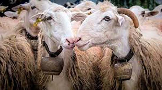 Ψυχραιμία, αυστηρή τήρηση των μέτρων και συνεχής στήριξη των πληγέντων το μήνυμα της έκτακτης σύσκεψη για τον αφθώδη πυρετό