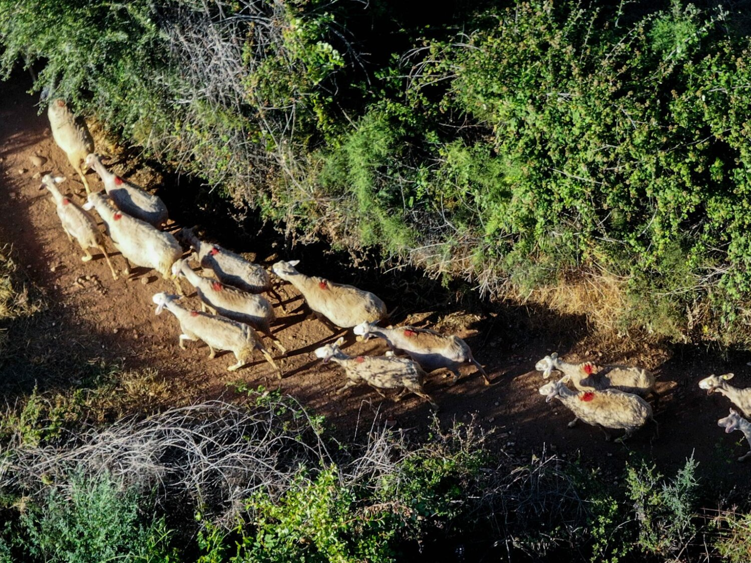 Πώς εξελίσσεται η ευλογιά των αιγοπροβάτων – Χωρίς νέα κρούσματα η Θεσσαλία