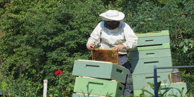 Οικονομική ενίσχυση 12 εκατ. ευρώ στους μελισσοκόμους