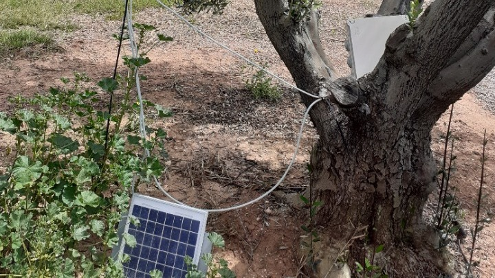 Καινοτόμo πρωτόκολλο παραγωγής για το αγουρέλαιο